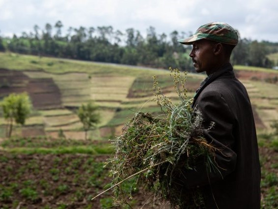 Farmer carries forage for his mule in southwestern Ethiopia. Credit: Jacquelyn Turner/IRI