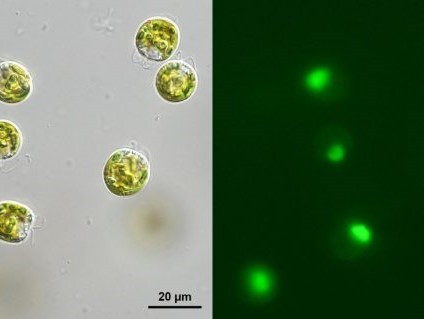 A brightfield image of the green alga Pyramimonas parkeae (left) and a green fluorescence image of the same algae, revealing ingested bacteria inside the cells. Credit: Nicholas Bock and Eunsoo Kim