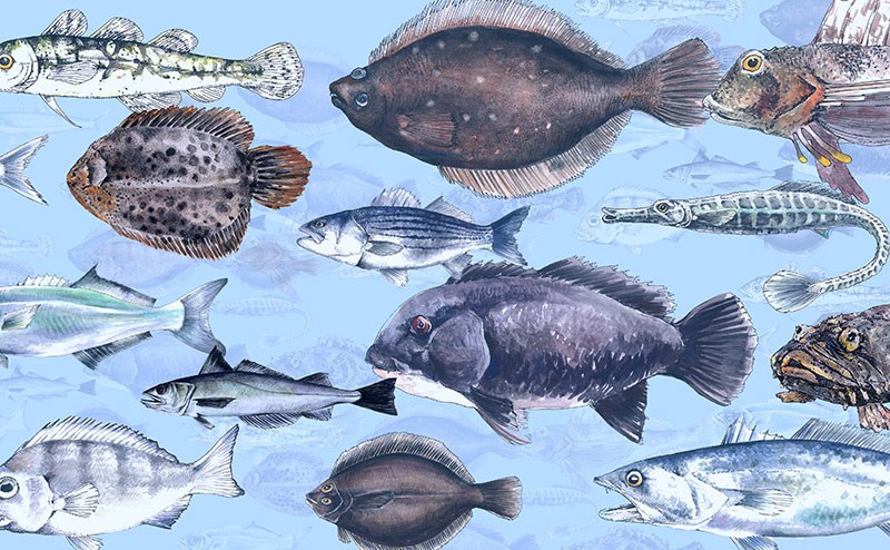 Hudson River Fish Illustration by Jonathan Allen. The inspiration for Ace Gonzalez’s STEAM artwork.