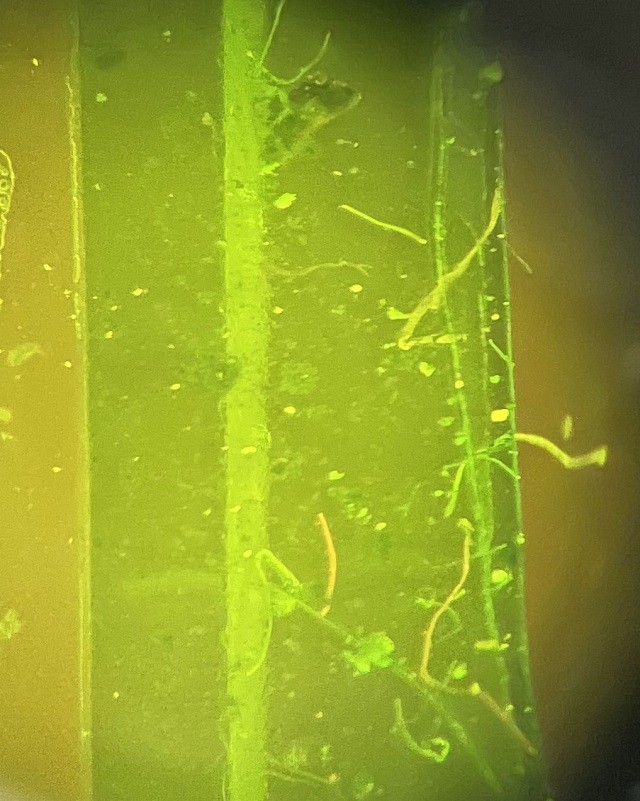 Using a fluorescent microscope, participants are able to illuminate any microplastics that may be in their sample. Tiny microfibers were found in this sample. 