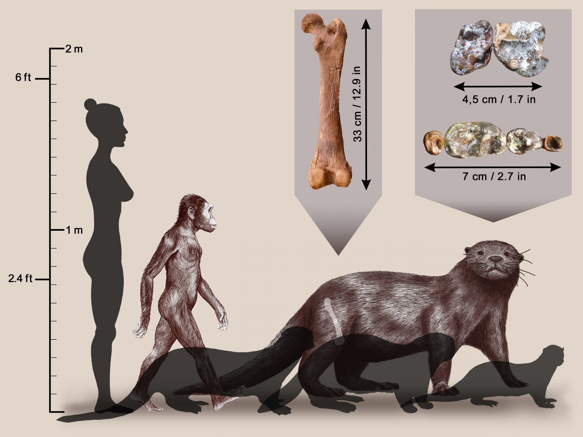 Reconstruction of the otter Enhydriodon omoensis (in background), compared with three current species, left to right: the South American giant otter; the sea otter; and an African otter. E. omoensis occupied Ethiopia’s Lower Omo Valley at the same time as human ancestors known as Australopithecines (shown here for size comparison along with a modern human). The otter’s femur and dental remains are shown in insets. (© Sabine Riffaut, Camille Grohé / Palevoprim / CNRS – Université de Poitiers)