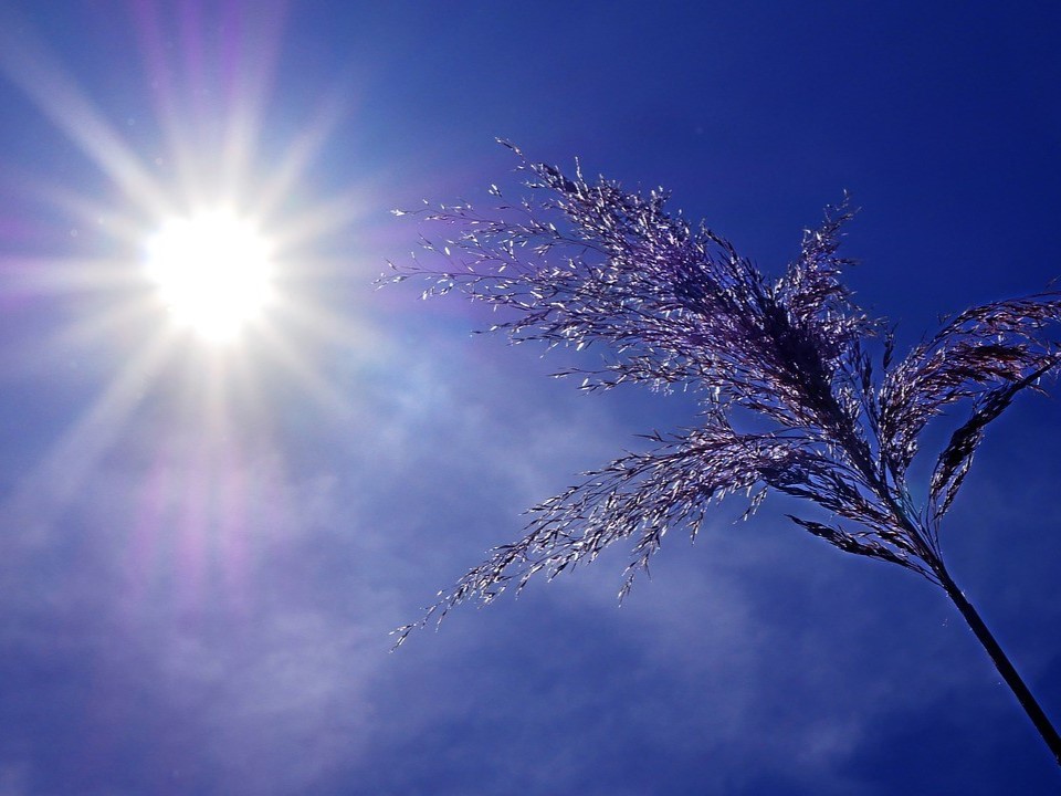 Hot sun and dry plant. Credit: Pixabay