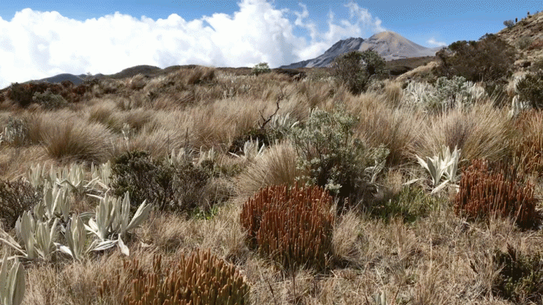 paramo landscape 768x432 1.gif