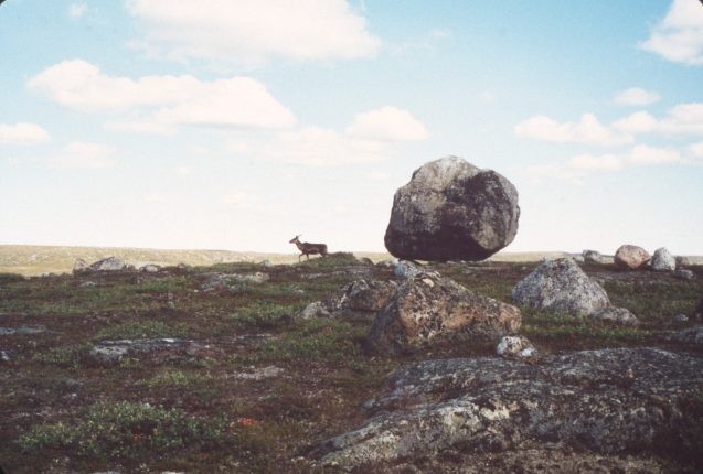 new global archive helps researchers chart changes arctic animals behavior