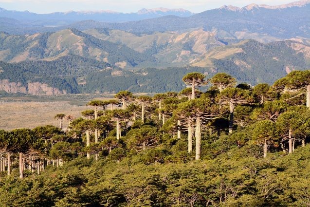 tree rings show unprecedented rise extreme weather south america