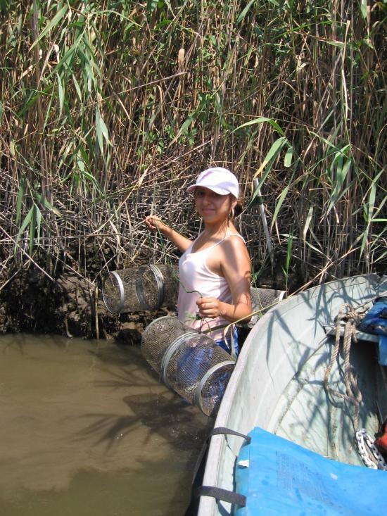 Retrieving minnow traps.