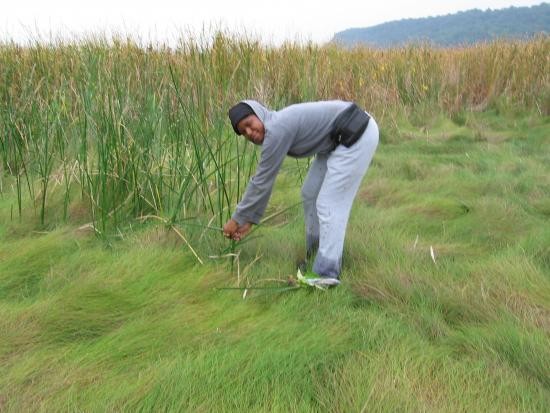 Students contrast impact of invasive Phragmites with native. Students contrast impact of invasive Phragmites with native.