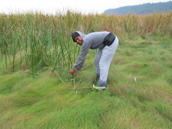 Students contrast impact of invasive Phragmites with native.