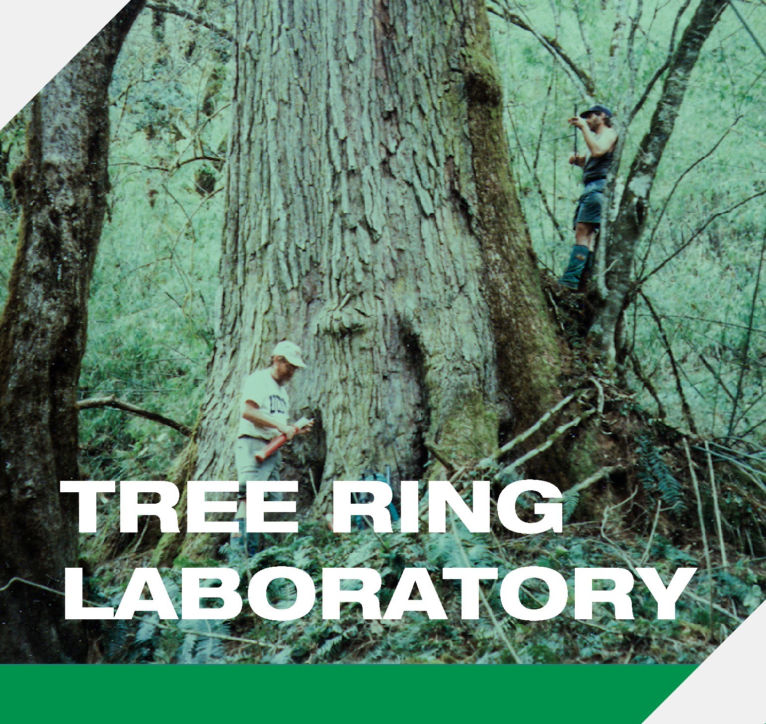 Lamont-Doherty Tree Ring Laboratory