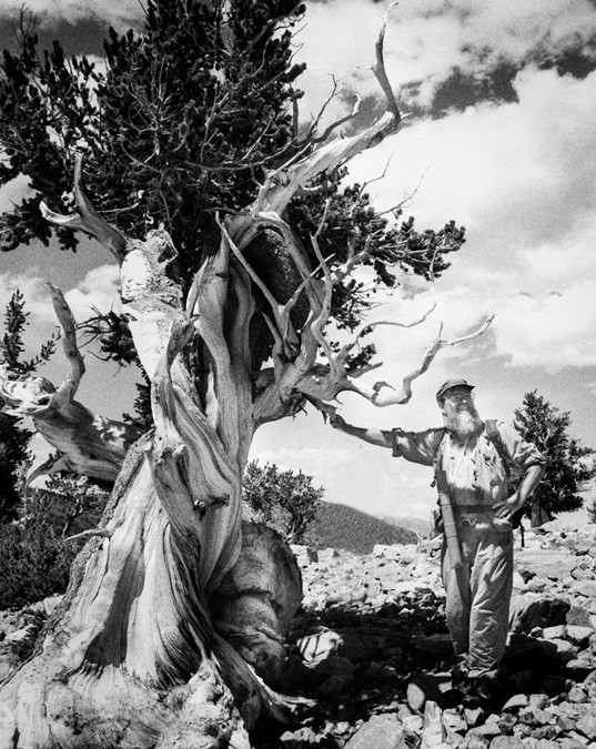 Tree Ring Lab scientist and co-founder Ed Cook. Credit: Paul Krusic