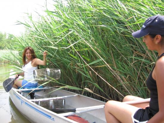 Deploying minnow traps. Deploying minnow traps.