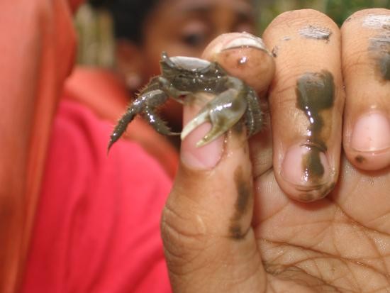 A native marsh resident, Atlantic mud crab.