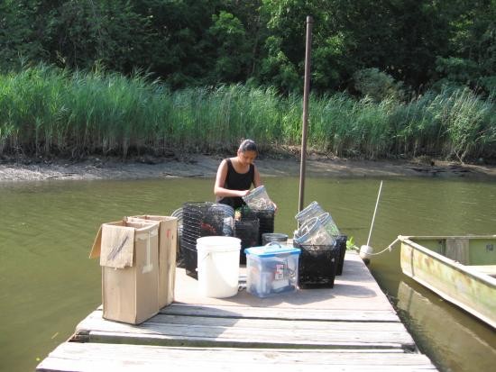 Gee minnow traps prepared for deployment.