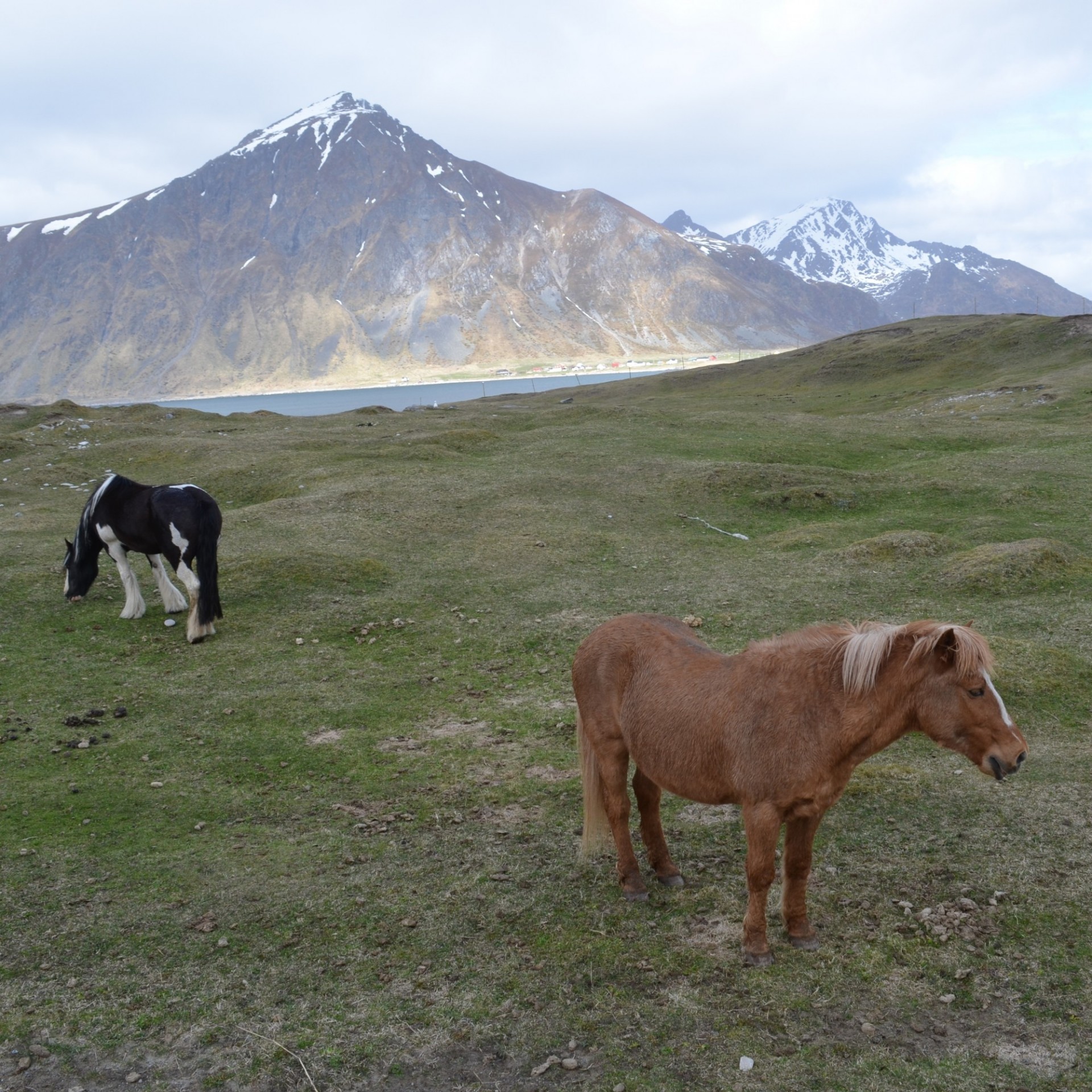 These horses on the island of Flakstadoya, in Norway’s Lofoten archipelago, are from ancient local breeds. Despite the unforgiving landscape, the Lofotens have been inhabited by people and their livestock for thousands of years. Credit: Kevin Krajick
