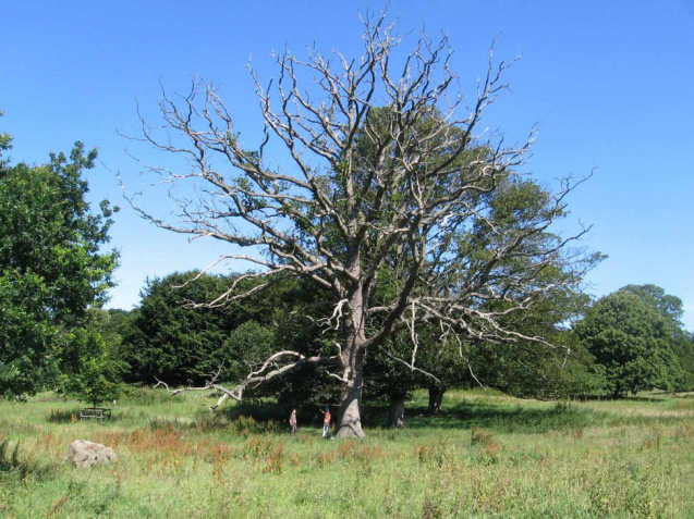 An old oak from Norfolk, England that was used in the construction of the Old World Drought Atlas, which reconstructs soil moisture conditions over Europe. Credit: Richard Cooper, University of East Anglia
