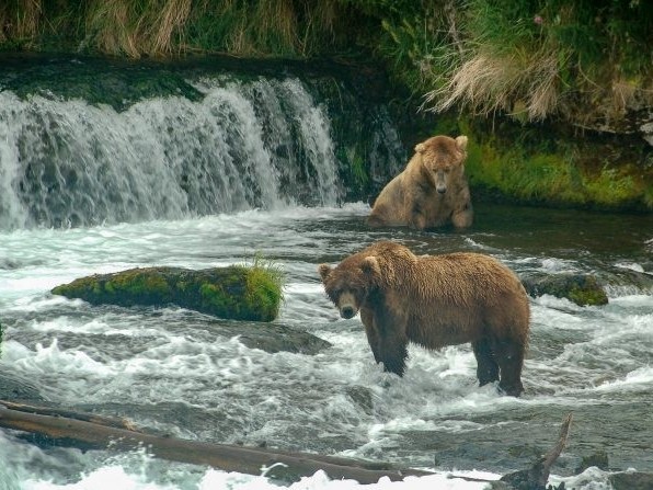 Bears fishing in an Alaskan river. Credit: Terry Ott 