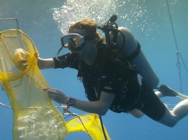 Blue Water Diving off Puerto Rico to Collect Planktic Foraminifera. Credit: Bärbel Hönisch