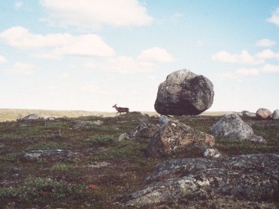 A one barren-ground caribou on the tundra of Canada’s Northwest Territories. Credit: Kevin Krajick