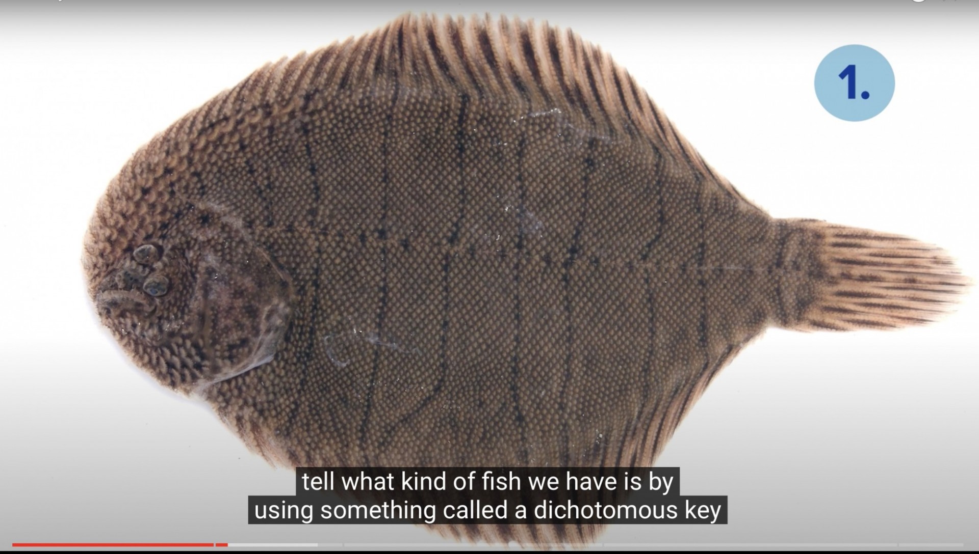 Hogchoker Fish