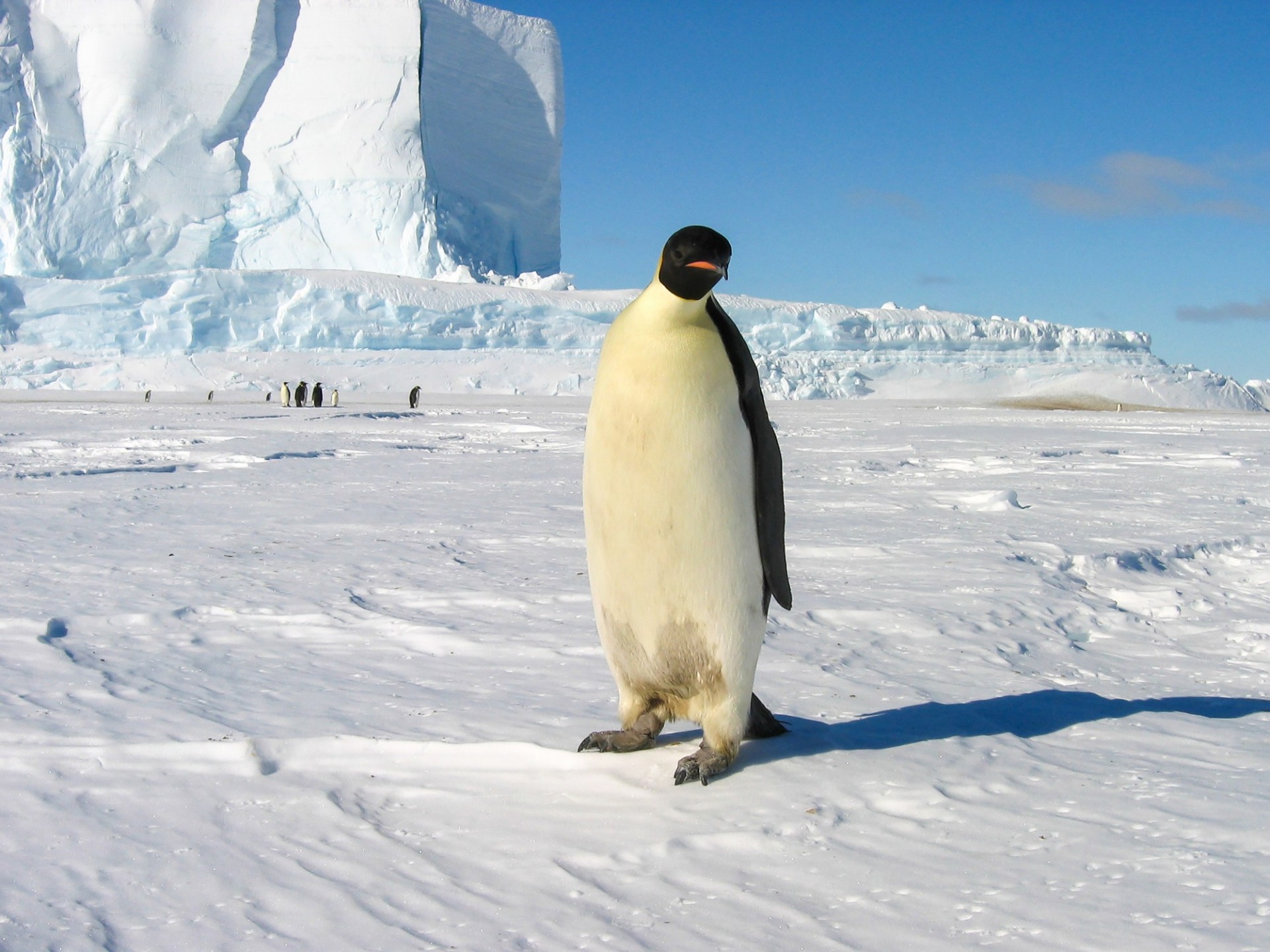 Emperor Penguin at Edge of Cape Washington Penguin Colony in Terra Nova Bay Antarctica by Nick Frearson