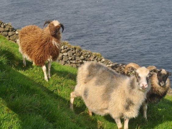Faroese sheep are now found nearly everywhere on the islands, and have been a staple of the culture for centuries. Credit: William D’Andrea/Lamont-Doherty Earth Observatory