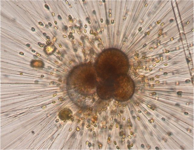 A living foraminifera, a type of marine plankton, that researchers grew in laboratory culture. To reconstruct past climate, fossilized specimens are collected from deep sea sediments. Credit: Bärbel Hönisch