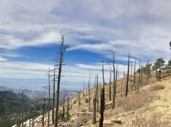 In the Catalina Mountains in southern Arizona, forests struggle to keep up with recent increases in drought and wildfire activity, which are expected to continue due to human-caused climate change. Credit: Park Williams, Lamont-Doherty Earth Observatory)