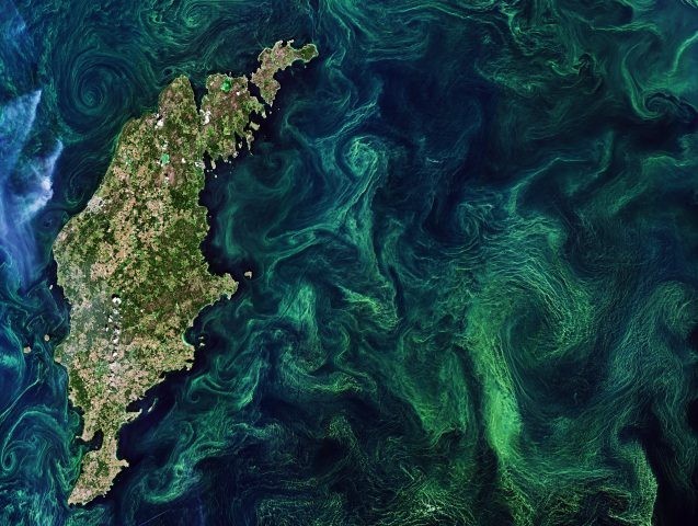 Green algae blooms in the Baltic Sea. Photo: European Space Agency