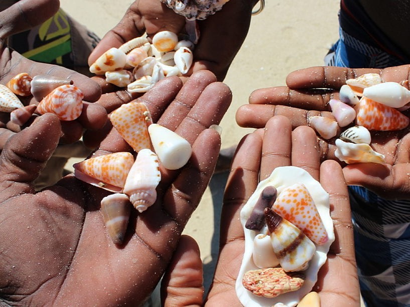 Group of hands with palms up holding various shells