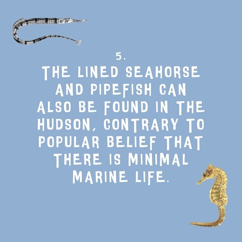 5 facts about the Hudson that you might not have known: Fact 5. Created by Kashi Nanavati, Jed Roth, and Jeanne Joof. 