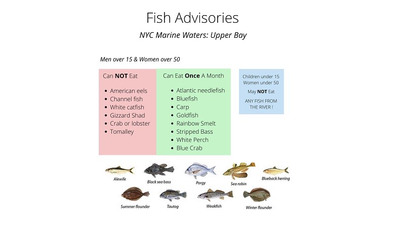 Public Service Announcement: Harbor Fish Advisory. Creators: Kashi and Yesenia