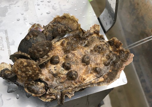 Oyster monitoring