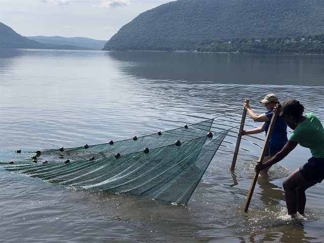 Seining is a fishing technique that requires pulling a net through the water where the bottom edge is held down by weights and the top edge is buoyed by floats.