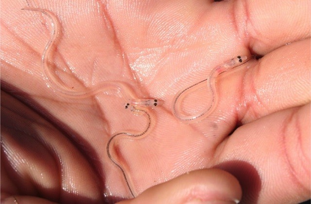 Glass Eels. Photo Courtesy of the NYSDEC