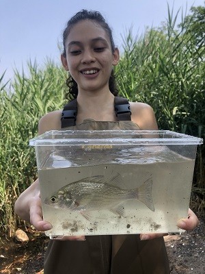 Monica Rivera holds a beautiful white perch in a fish tank for observation and identification before releasing back into the Hudson. 