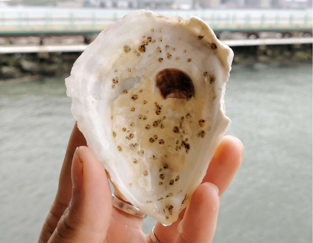 Oyster shell. Credit: Billion Oyster Project Oyster shell. Credit: Billion Oyster Project