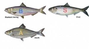 Jiaming and Talha created the game “Survival of the Herring” shown here. Jiaming and Talha created the game “Survival of the Herring” shown here.