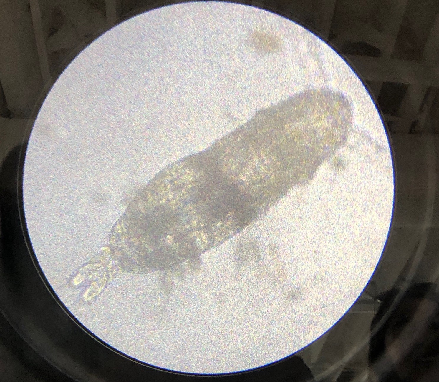 Plankton sampling was a favorite activity of the students. Here they examine a copepod (zooplankton) species under the microscope Plankton