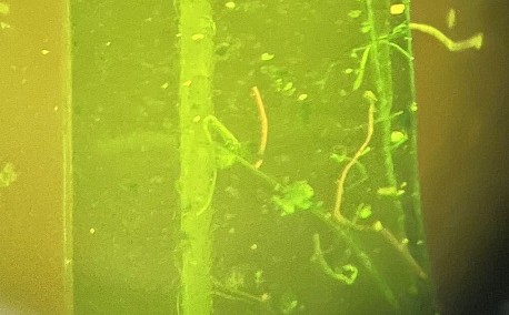Orange Microplastic Fibers under a Microscope Slide with orange microplastic fibers