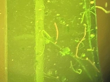 Orange microfibers underneath a microscope