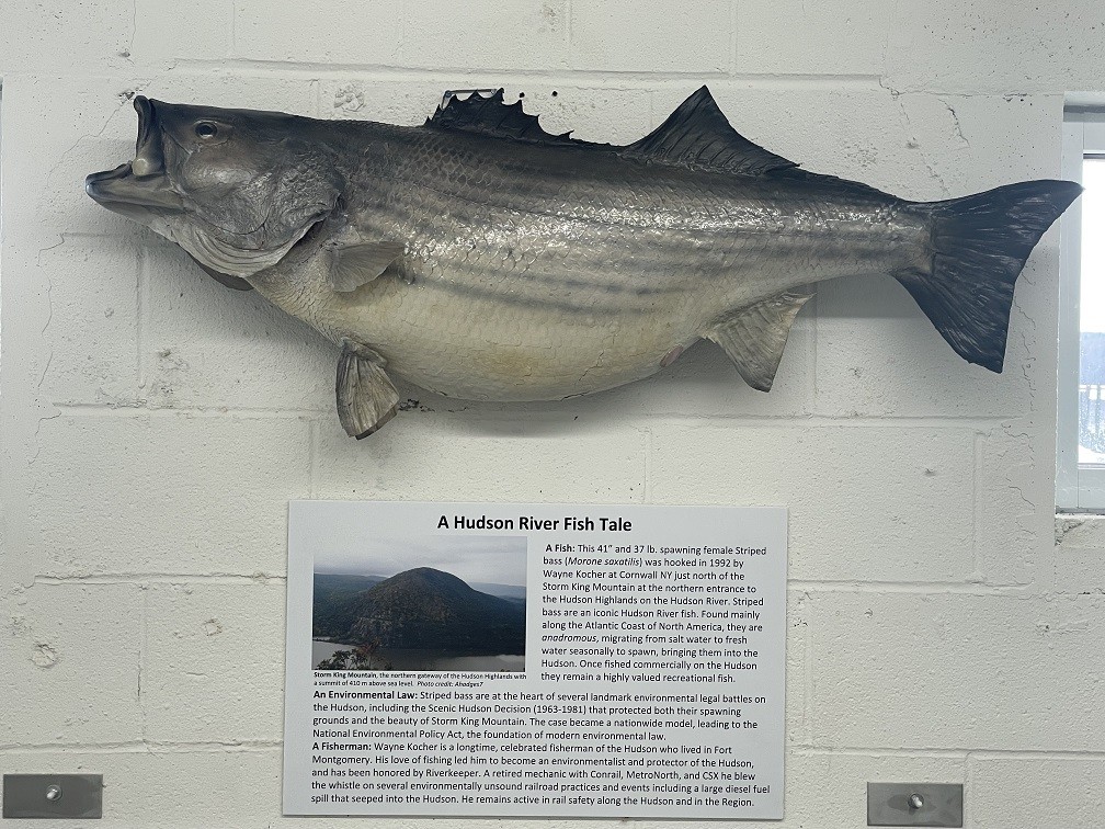 Striped bass are an iconic Hudson fish that have influenced many significant landmark environmental legal battles on the Hudson.
