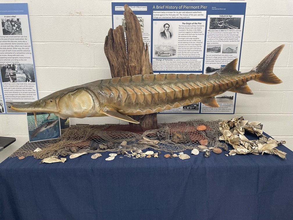 An Atlantic sturgeon model provides an incredible opportunity to share about the unique characteristics of this Hudson River species. Atlantic sturgeon are migratory, and spend 6 years of their juvenile life in our special section of the Hudson, Haverstraw Bay!