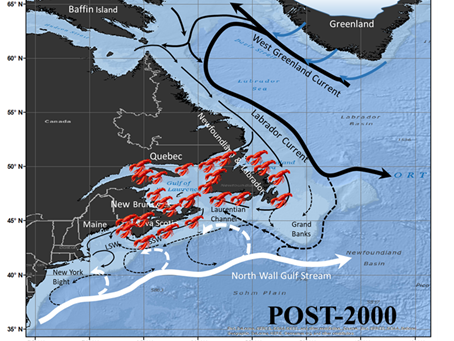Since 2000, lobster populations (red markers) have moved north along the coasts of New England and southern Canada, and the influence of the warm Gulf Stream current (white) has increased. Courtesy Joaquim Goes