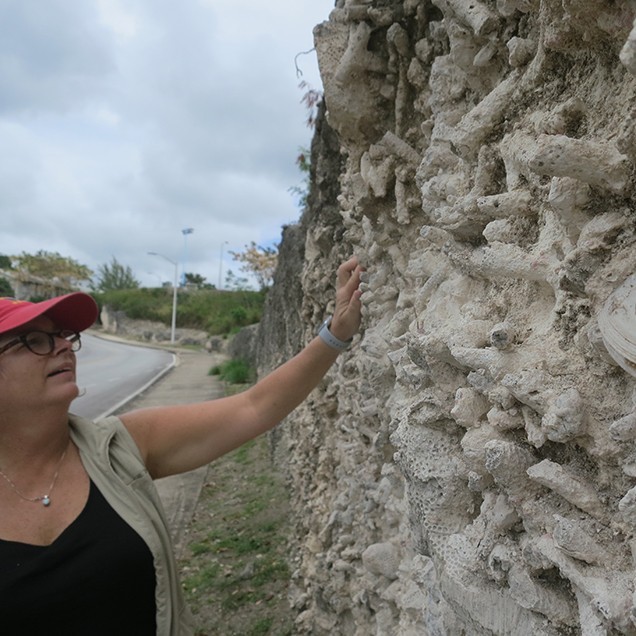 Maureen Raymo checks out corals, mollusks, and other sea creatures embedded in a onetime sea cliff in Barbados. Credit: Kevin Krajick