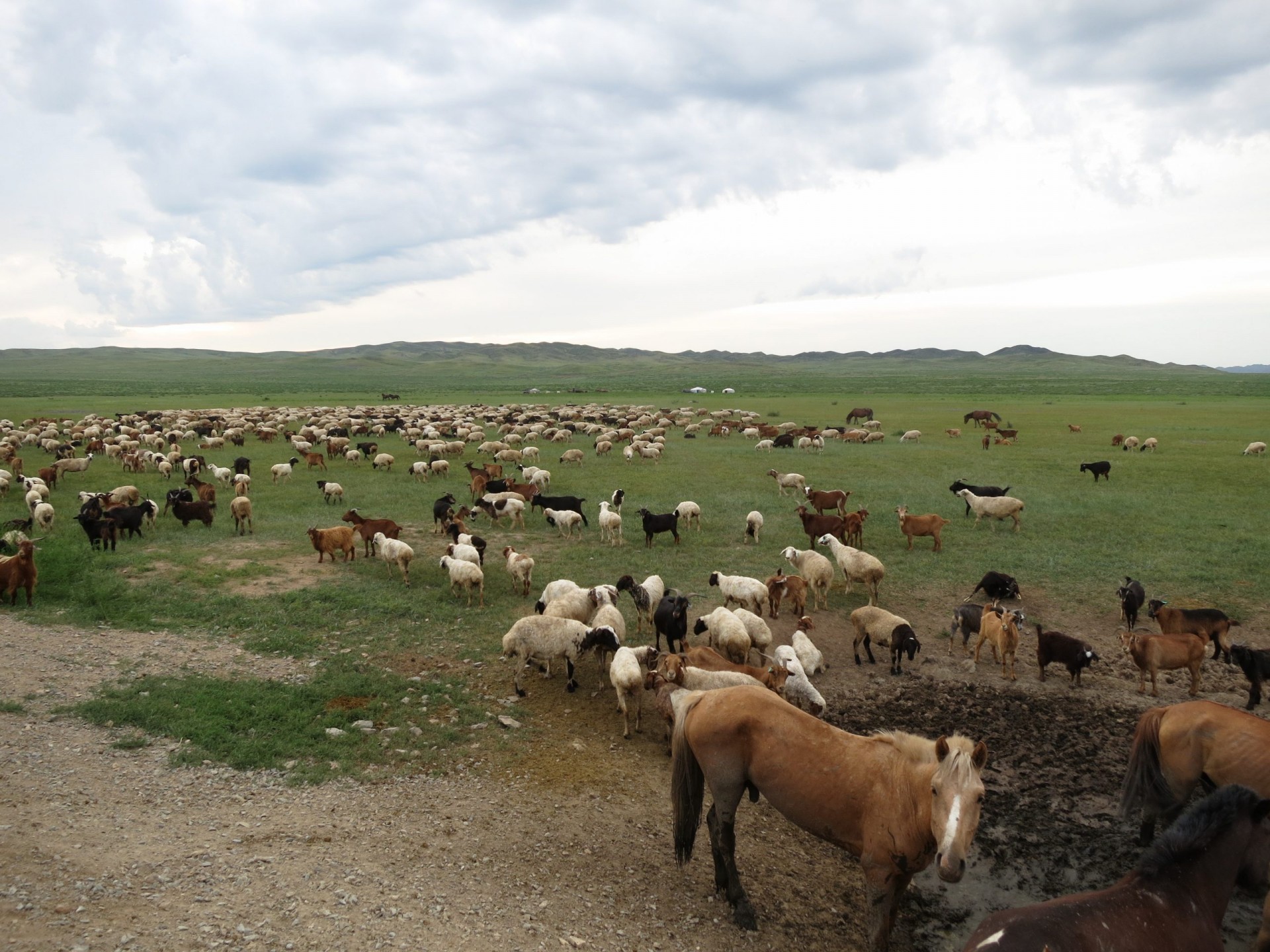Mixed livestock, central Mongolia. (Kevin Krajick/Earth Institute)