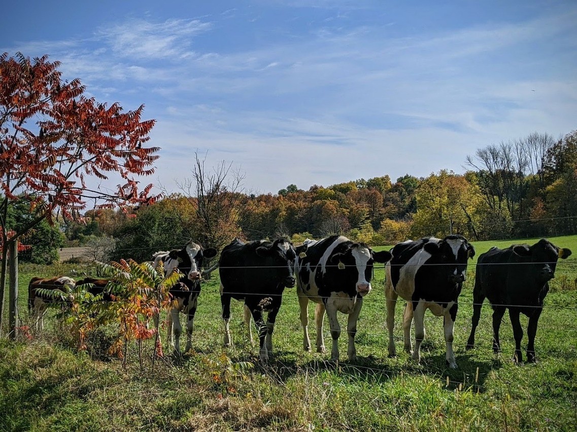 Dairy farms are one target for reducing New York state’s methane emissions. (Max Pixel)