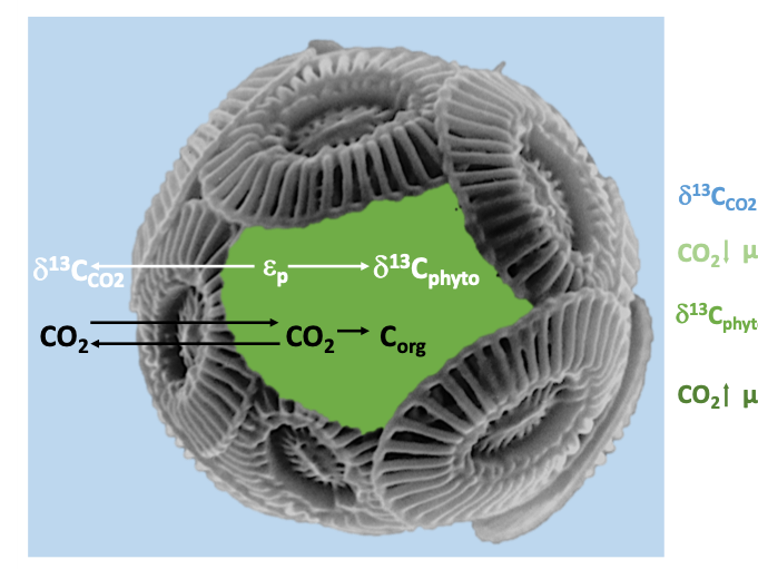 Paleo-CO2 Proxy Marine phytoplankton δ13C. Credit: Paleo-CO2.org