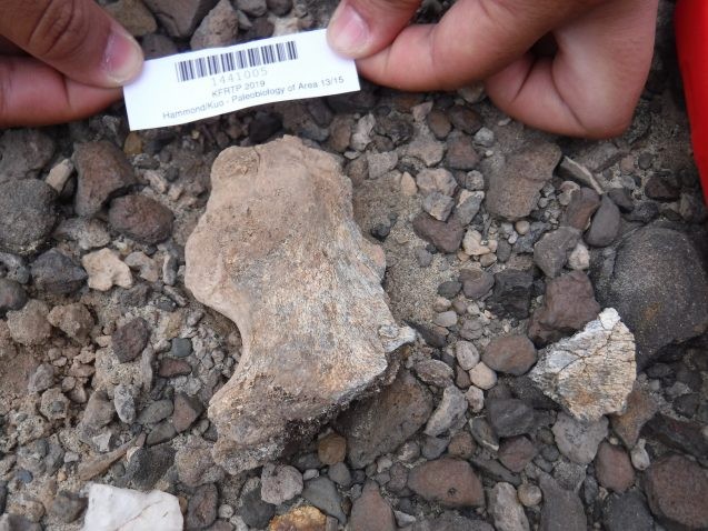 Partial pelvis of an early human found in northwest Kenya. Credit: A. Hammond/AMNH