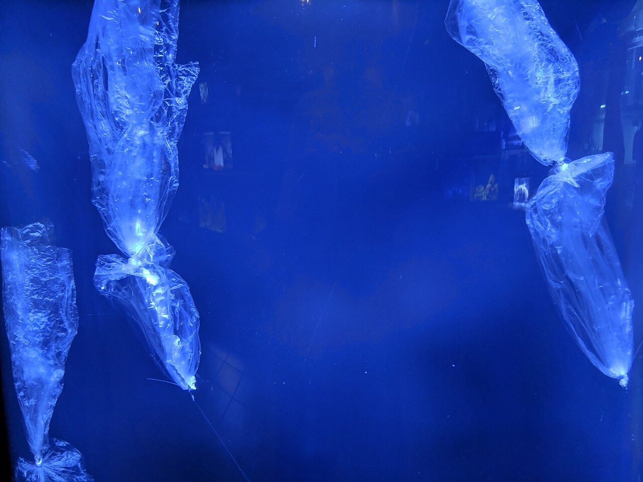 An exhibit at the Mote Marine Aquarium that displayed plastic bags in the ocean resembling jellyfish. Credit: U+1F360 via Wikimedia