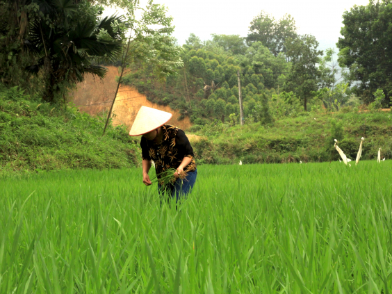 A rice farmer outside Yen Bai, Vietnam. Credit: Dannie Dinh,International Research Institute for Climate and Society